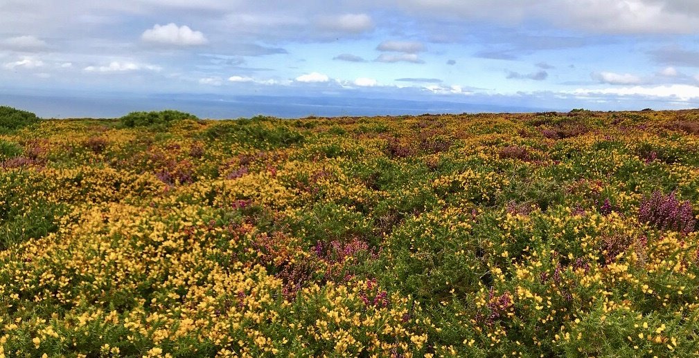 Lynton And Lynmouth Exmoor Heather